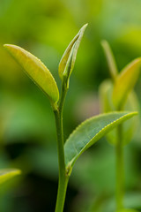 Close up photography of green tea apical bud.