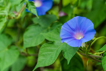 morning glory アサガオ