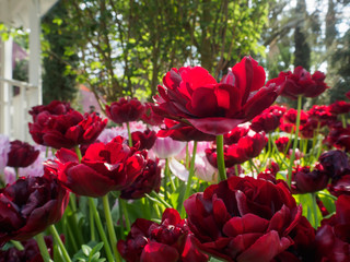 Group of red tulips