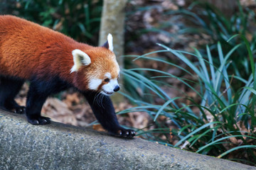 Red panda in a tree