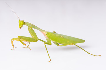 Mantis on the white background