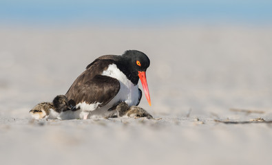 American Oystercatcher