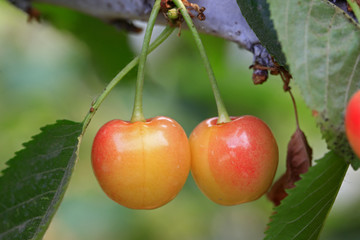 Large cherry