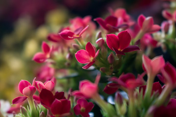 Small flowers