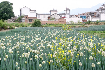 japanese bunching onion