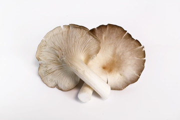 Indian Oyster, Phoenix Mushroom, Lung Oyster on wooden background