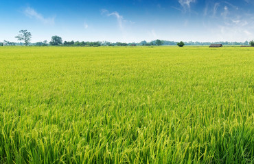 Rice plant growing and produce grains in paddy field