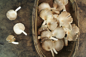 Indian Oyster, Phoenix Mushroom, Lung Oyster on wooden background