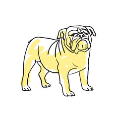 English bulldog hand drawn isolated icon. Great Britain culture element, patriotic vector illustration.