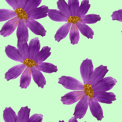 Fototapeta na wymiar Cosmos. Seamless pattern texture of flowers. Floral background, photo collage