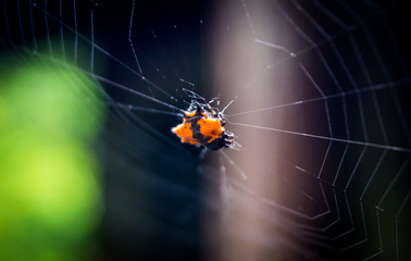 Orange Spider