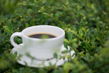 White cup of hot coffee on the plant green nature background. shallow focus.