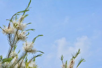 ティーツリー  花  青空　



