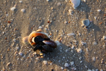  Small mussels on the shore