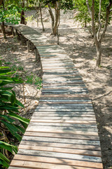 Wood Bridge in garden