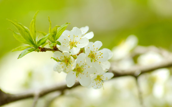 blossoming plum in the spring garden