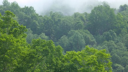 Fototapeta premium 霧の流れる森の風景