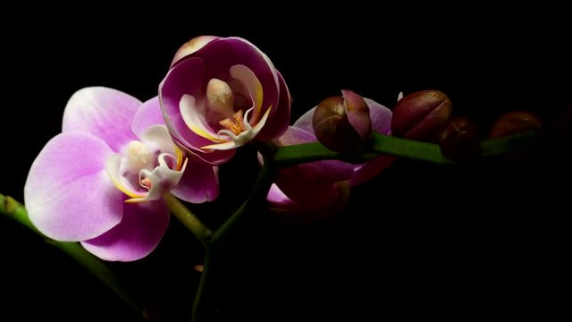 Time lapse of a pink Orchid(Phalaenopsis sp.) blooming. Studio shot over black.