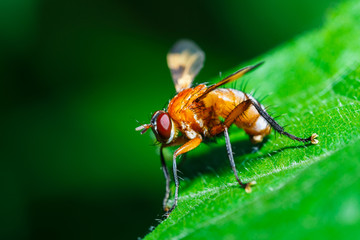 Naklejka premium Insect,bug on a Leaves.