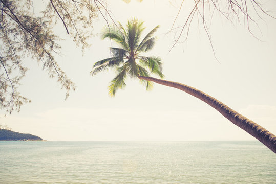 Coconut palm tree at summer beach