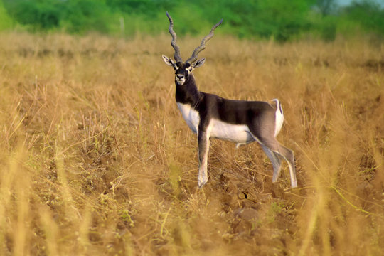 Black buck animal