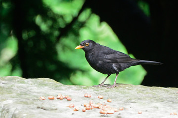 Common blackbird, Dunfermline, Scotland