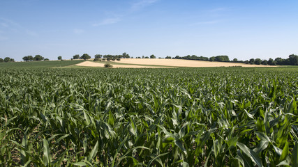 Fototapeta na wymiar champ de maïs sur fond de ciel bleu