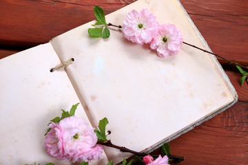 Pink flowers displayed on a blank page of an open book 