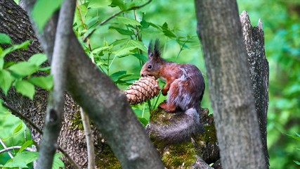 Squirrel sits on a tree