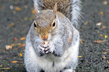 Obraz premium Grey squirrel, Dunfermline, Scotland