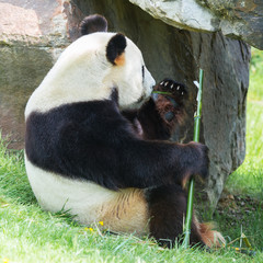     Giant panda eating bamboo, leg and claws 