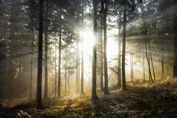 Bright magical sun rays in forest landscape. Lovely golden color filter used.