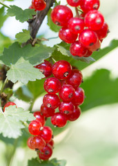 Red currant