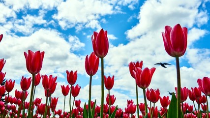 Beautiful tulips on cloudy sky background