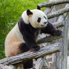 Obraz na płótnie Canvas Giant panda climbing