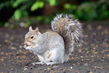 Obraz premium Grey squirrel, Dunfermline, Scotland
