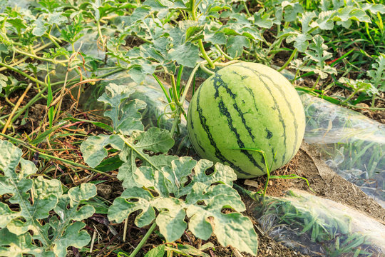 Agricultural watermelon field in the summer