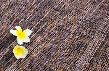 Fototapeta na wymiar Fresh flowers of white plumeria (frangipani) on colored textured straw background with space for text. 