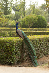 Pavo real