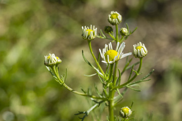 Flowering chamomile in nature.