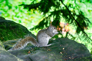 Grey squirrel, Dunfermline, Scotland