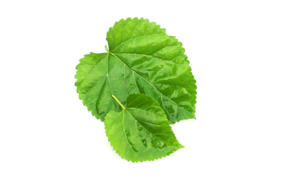Green mulberry leaf on white background.