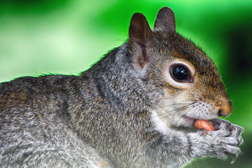 Obraz premium Grey squirrel, Dunfermline, Scotland