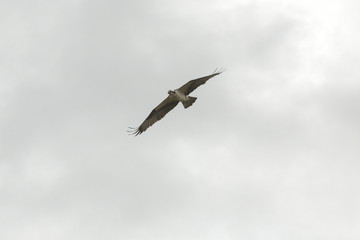Osprey flying in a cloudy sky in Orlando Wetlands Park.