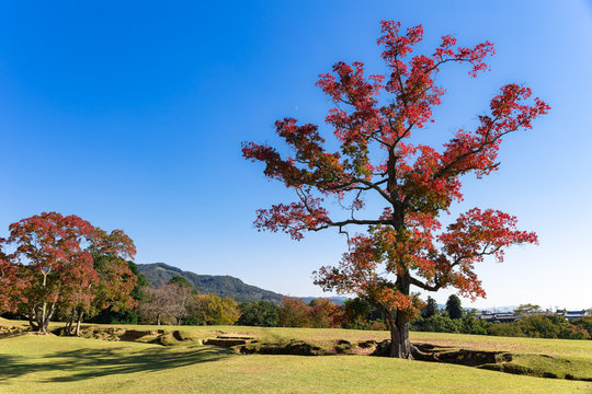Tree with orange-red leafs in the Japanese park in city of Nara during the sunny day outdoors