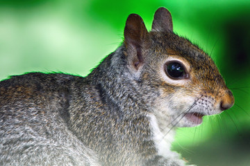 Grey squirrel, Dunfermline, Scotland