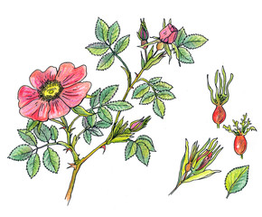 ботаническая иллюстрация, ветка шиповника с цветком