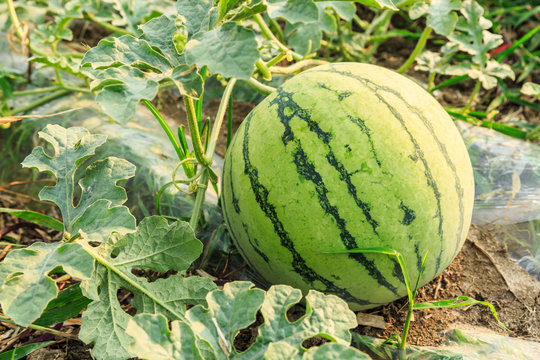 Agricultural watermelon field in the summer