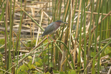 Little green heron perched in reeds at Orlando Wetlands Park.
