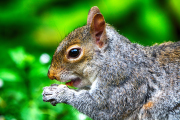 Obraz premium Grey squirrel, Dunfermline, Scotland